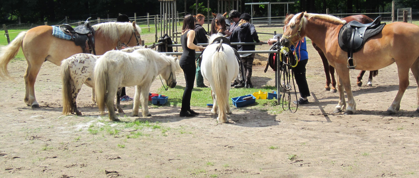 6 Scharfenberger Pferde stehen mit einigen Personen rum.