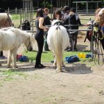 Reiten auf Scharfenberg