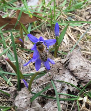 Bild von Scharfenberger Kräutergarten.
